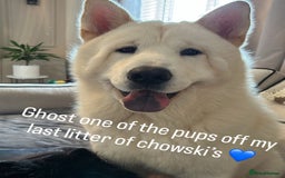 Siberian Husky dogs for sale: 3 fluffy chowski’s  - Advert 28