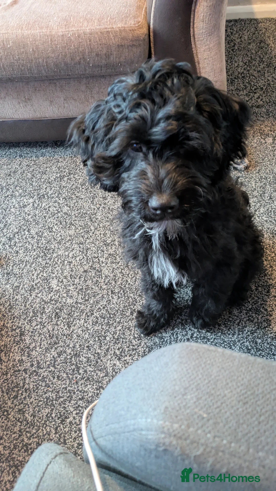 Mixed Breed dogs for sale: Spoodle (Dad) x Frenchie x Rottweiler  in Cannock - Advert 2