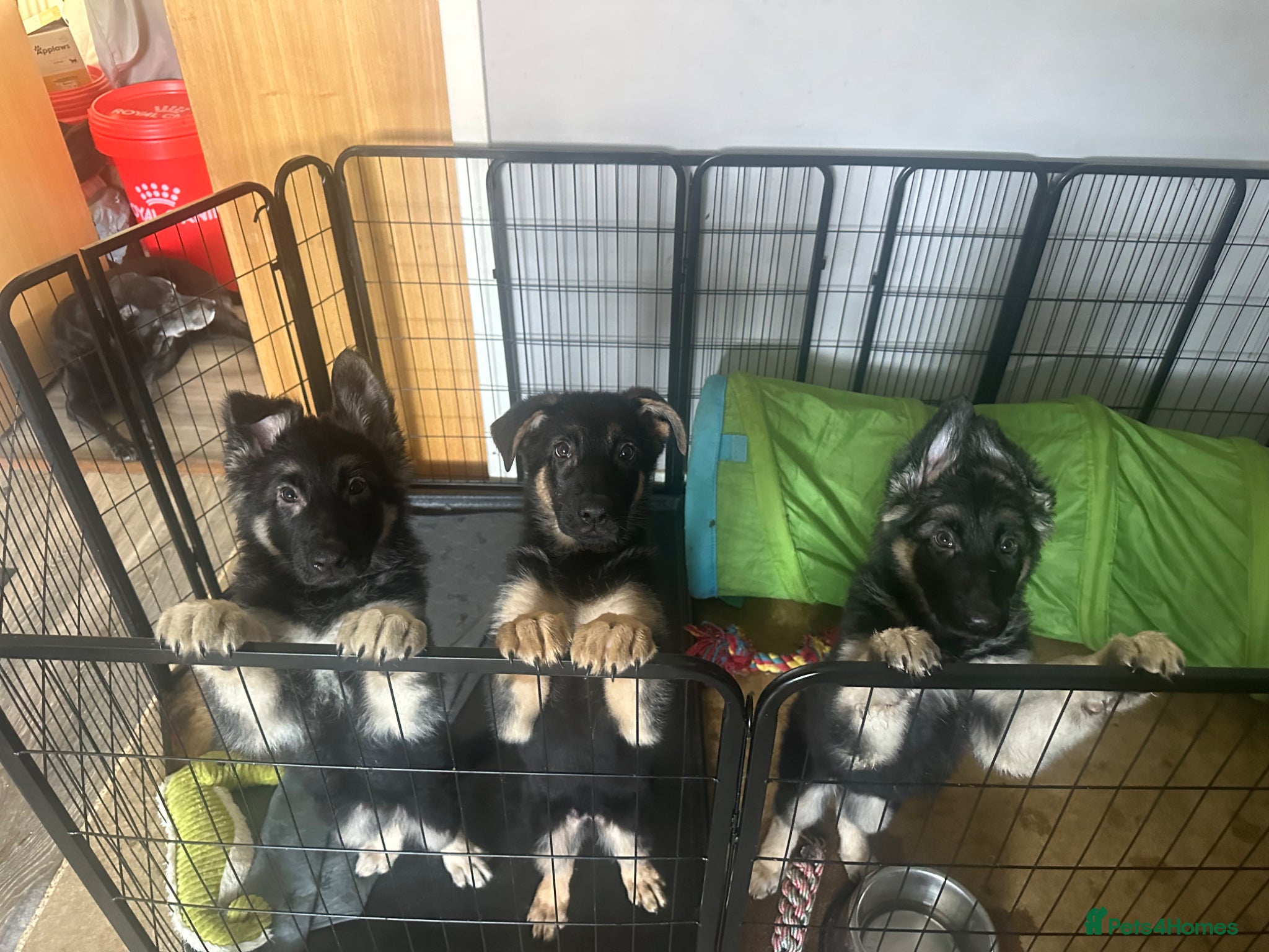 German Shepherd dogs for sale: German shepherd  in Glasgow - Advert 2