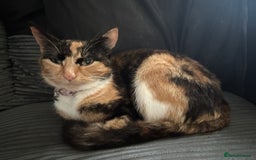 Mixed Breed cats for sale: Four beautiful kittens - Image 7