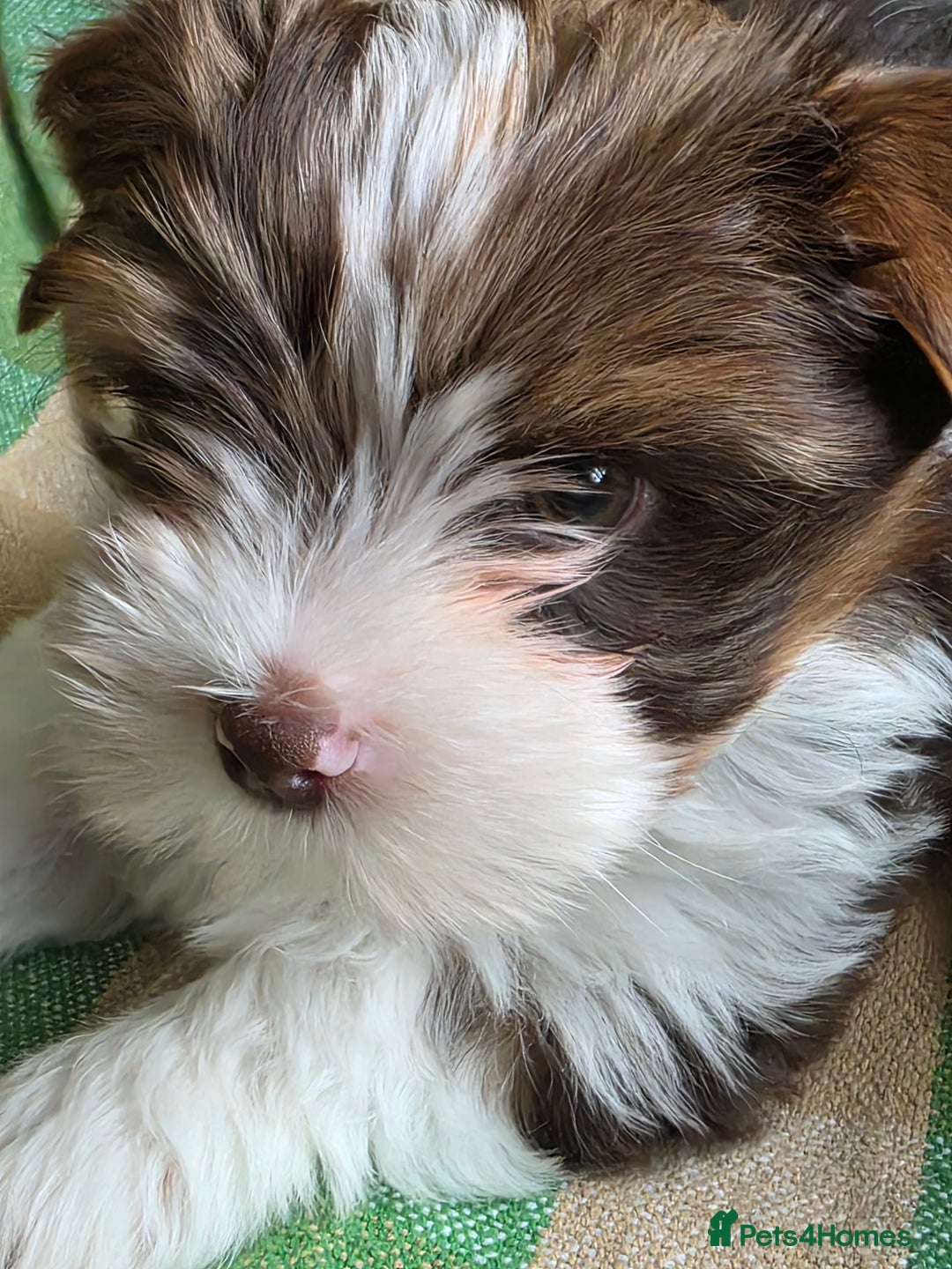 Yorkshire Terrier dogs for sale: Cocos' babies - Advert 5