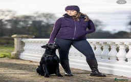 Labrador Retriever dogs for stud: Health Tested KC Labrador Stud  in Wimborne - Image 6