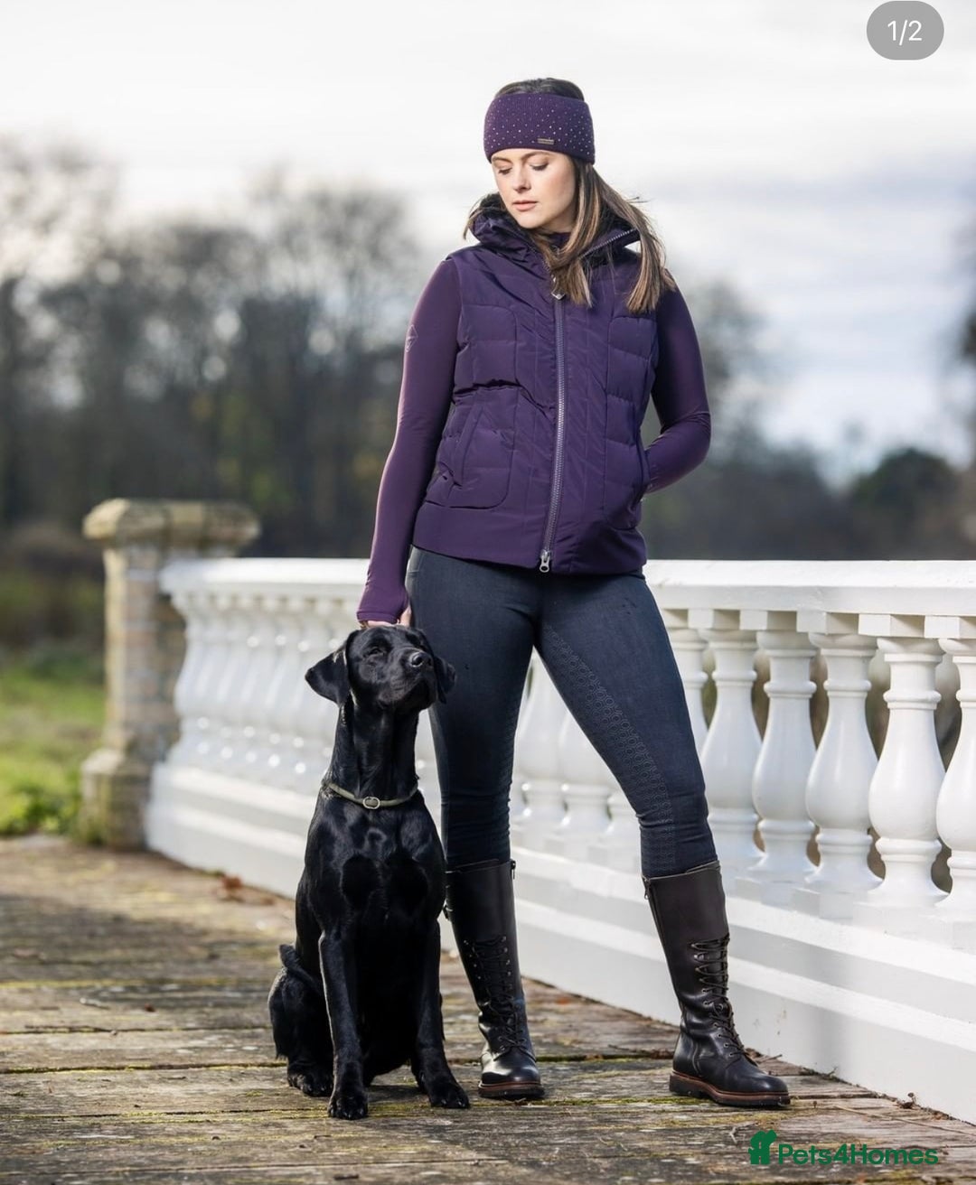 Labrador Retriever dogs for stud: Health Tested KC Labrador Stud  in Wimborne - Image 6