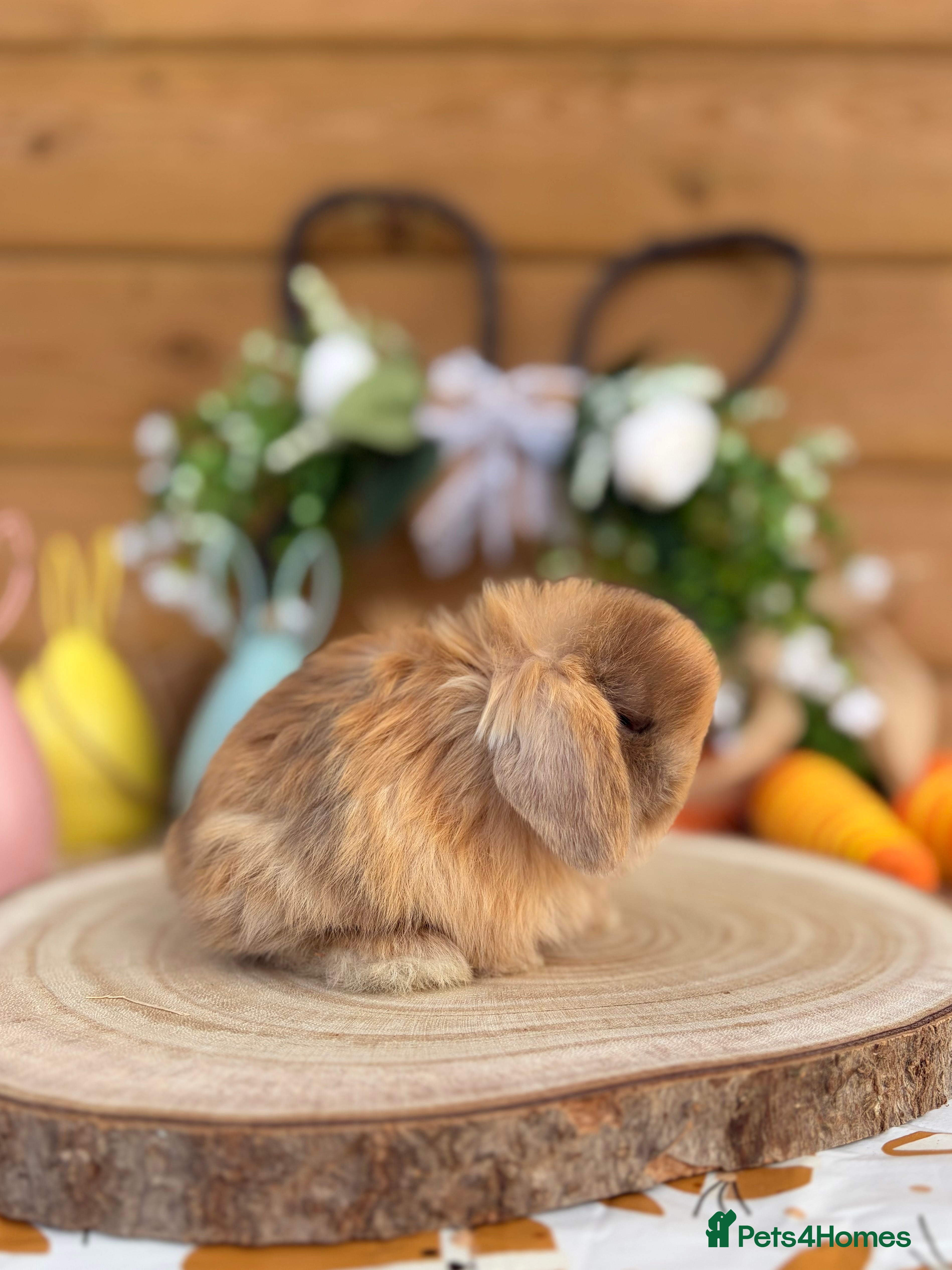 Mini Lop rabbits Baby Mini Lops - Advert 5