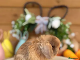 Mini Lop rabbits Baby Mini Lops - Advert 5