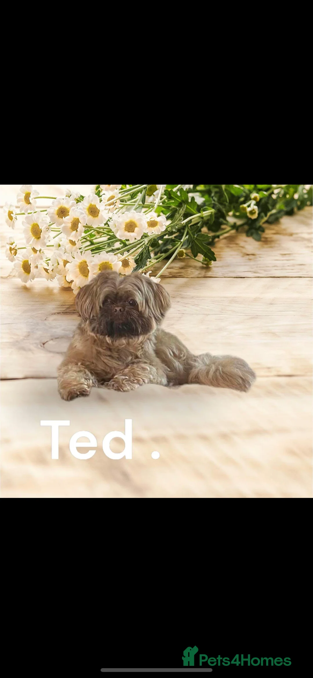 Shih Tzu dogs for stud: KC Reg Imperial shihtzu for stud 100% proven. in Bury - Advert 3