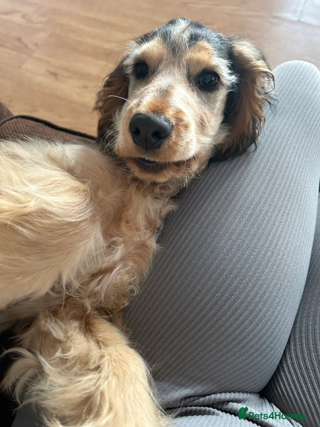 Cocker Spaniel dogs for sale: 9 month old Cocker Spaniel looking for new home.  - Advert 6