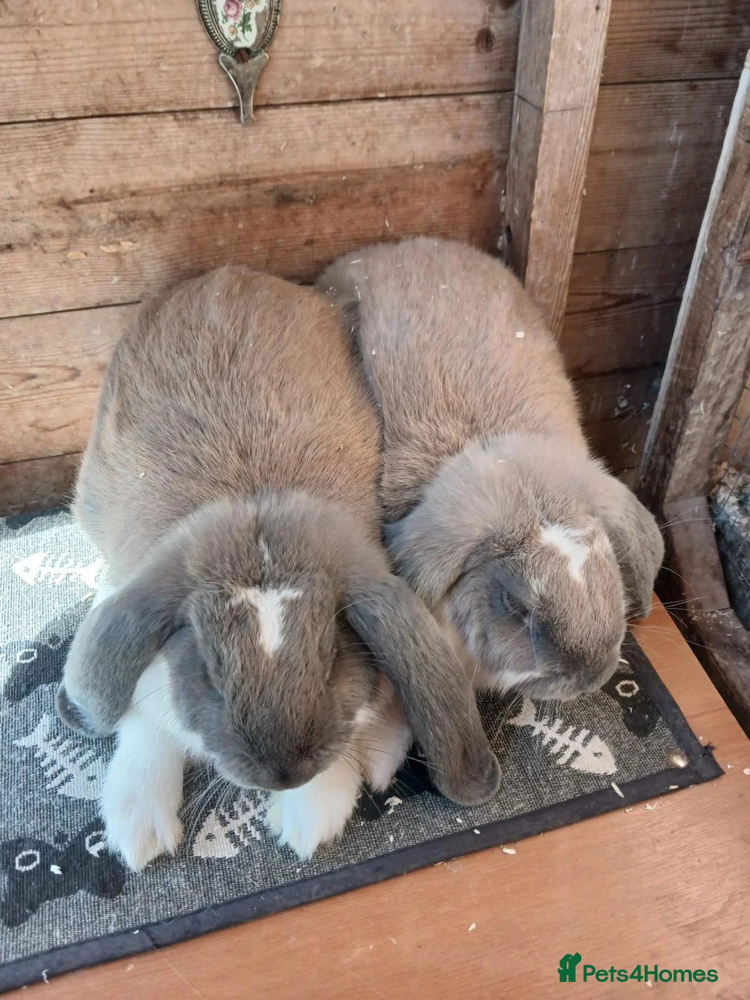 French Lop rabbits for sale: Two female French lops - Advert 1