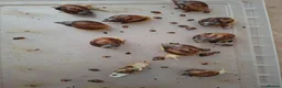 Snails invertebrates for sale: Giant African Land Snail one year old - Advert 4