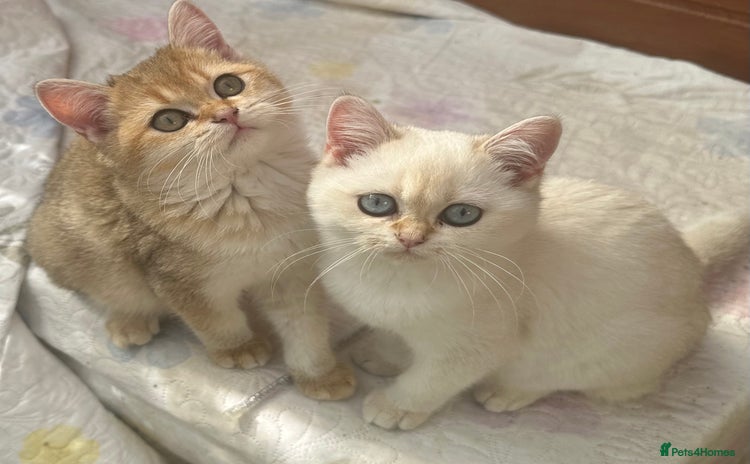 British Shorthair cats - Advert 1