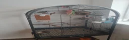 Mixed Breed birds for sale: Female iraqi bulbul  in London - Advert 3