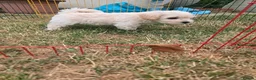 Westiepoo dogs for sale: Westipoos  - Advert 12