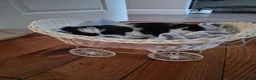 Shih Tzu dogs for sale: Shi tzu puppies  in Redcar - Advert 12