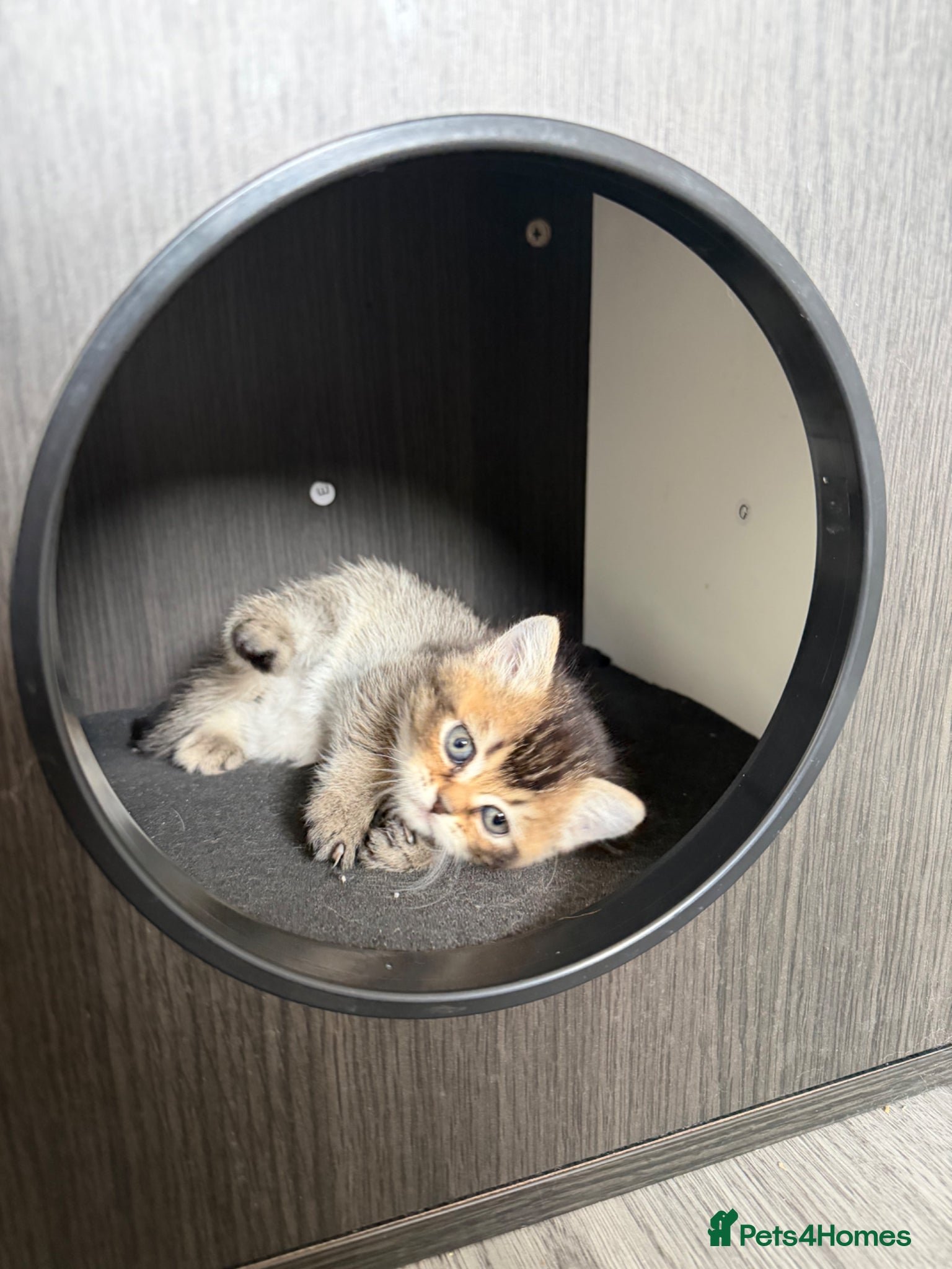 Scottish Fold cats 🏆 Champion Bloodlines Scottish Fold Kittens 🥇 - Advert 1