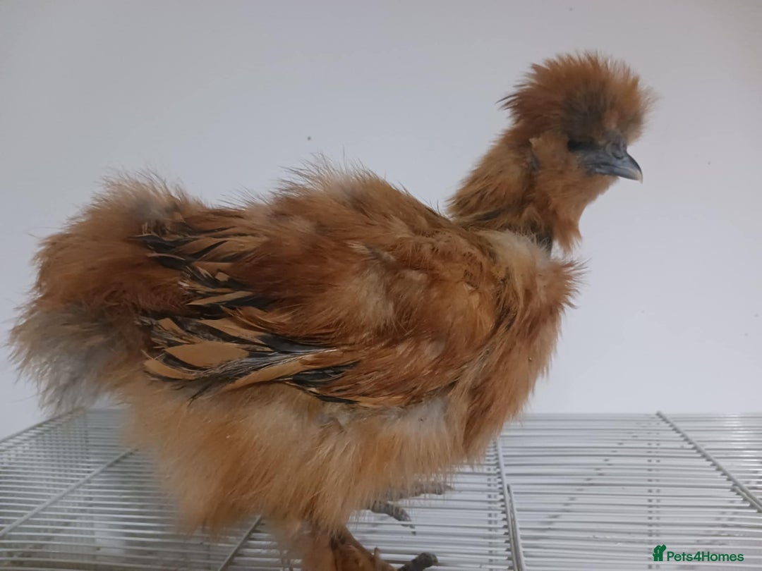Chickens poultry for sale: 2 x Young Silkie Chickens (Roo and SR) - Advert 2