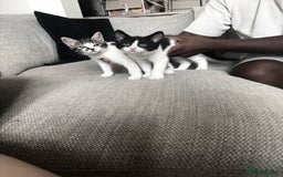 Mixed Breed cats for sale: *READY TO LEAVE* 2 female kittens  - Image 1