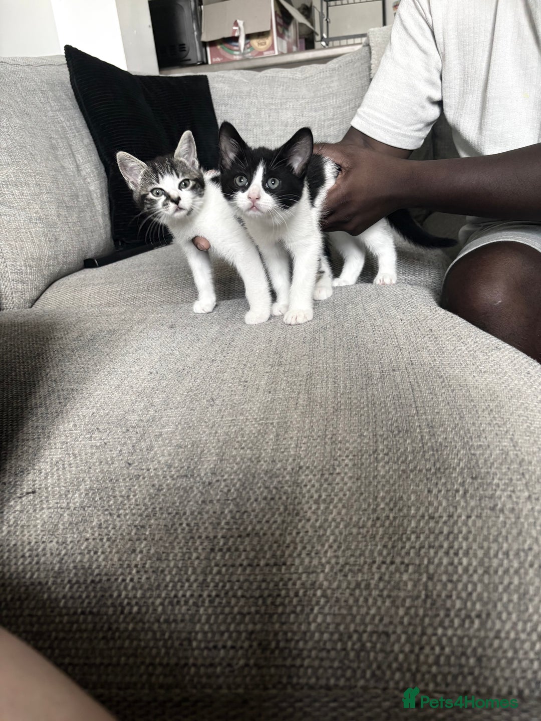 Mixed Breed cats for sale: *READY TO LEAVE* 2 female kittens  - Image 1
