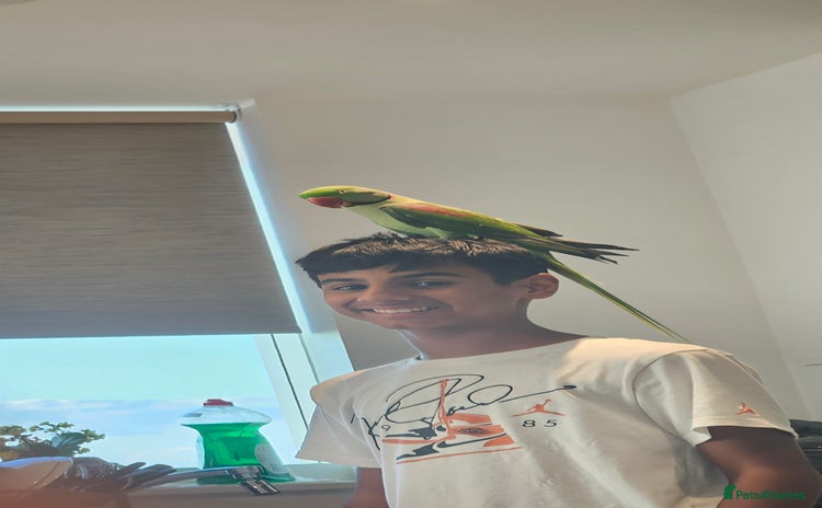 Parrots birds - Advert 2