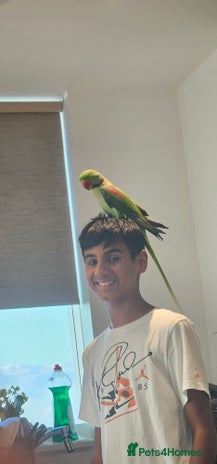 Parrots birds - Advert 13