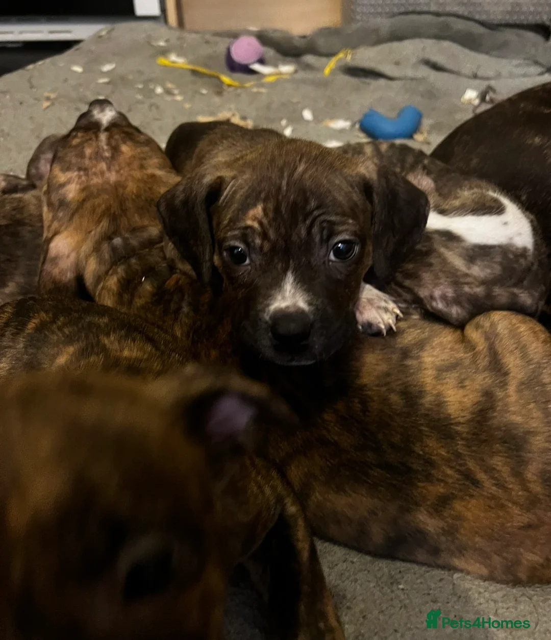 Mixed Breed dogs for sale: Blue Staffy x Boerboel – Ready for a Home - Advert 16