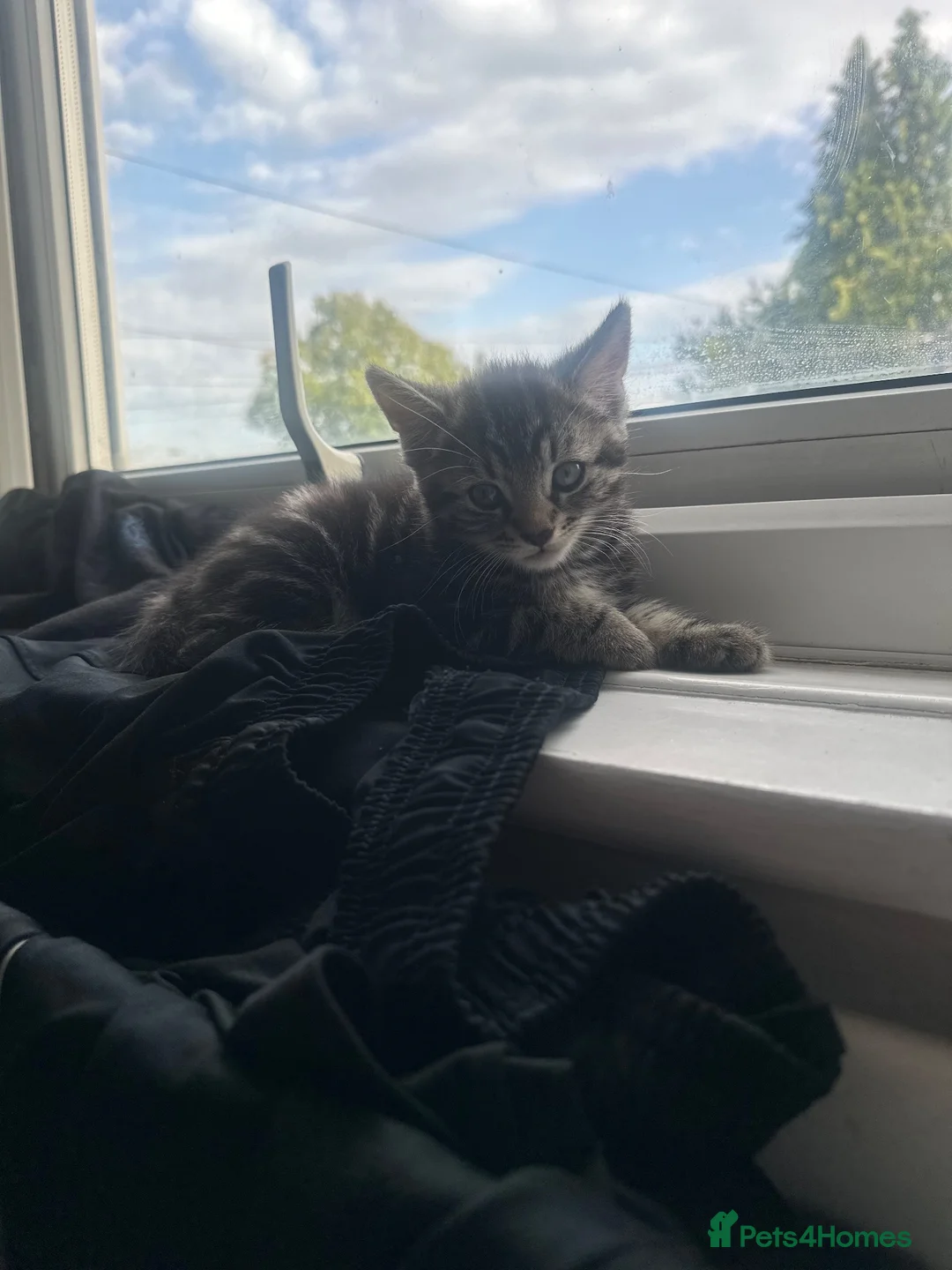 British Shorthair cats for sale: Male kitten half British shorthair  - Advert 2