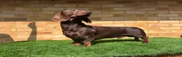 Dachshund dogs for stud: Standard dachshund for stud in London - Advert 2