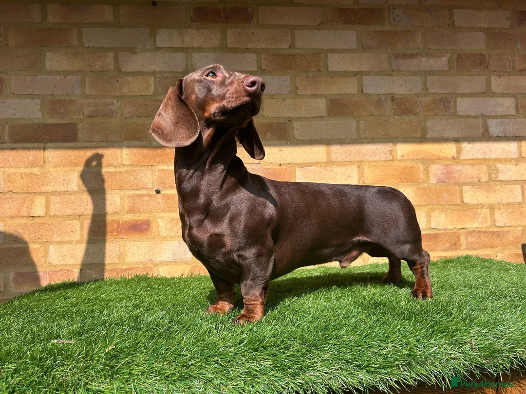 Dachshund dogs for stud: Standard dachshund for stud in London - Advert 2