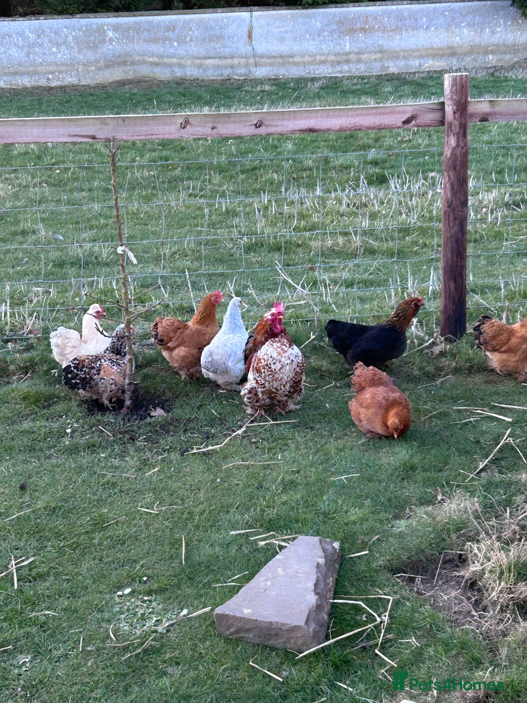 Chickens poultry for sale: Bantams for sale  - Image 2