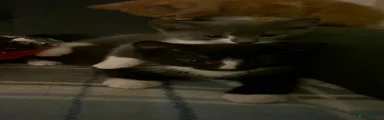 Mixed Breed Kitten 1