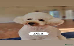 Cockapoo dogs for sale: *READY NOW* Beautiful F1b Cockapoo Puppies - Image 16