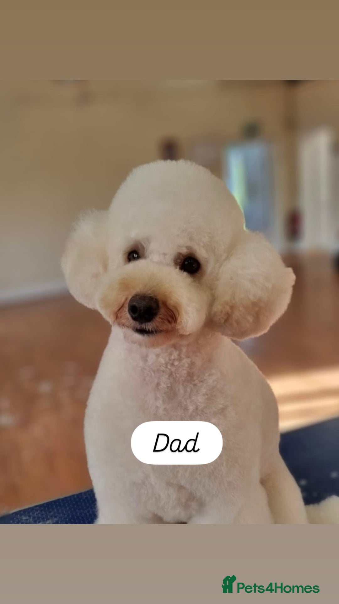 Cockapoo dogs for sale: *READY NOW* Beautiful F1b Cockapoo Puppies - Image 16