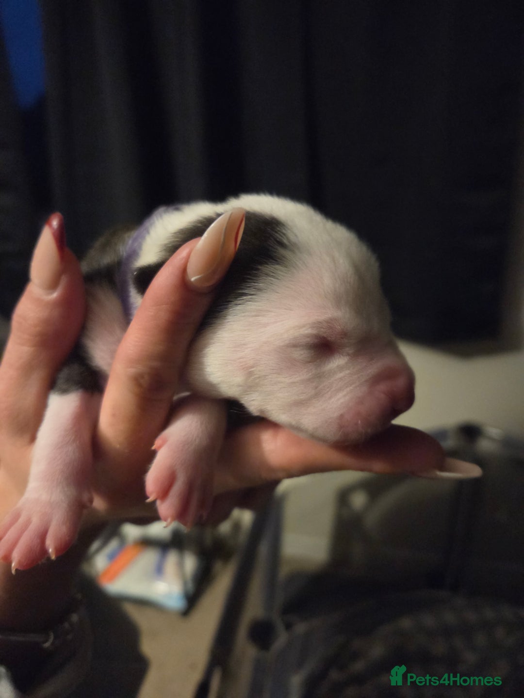 American Bulldog dogs for sale: American bulldog puppies  - Image 4