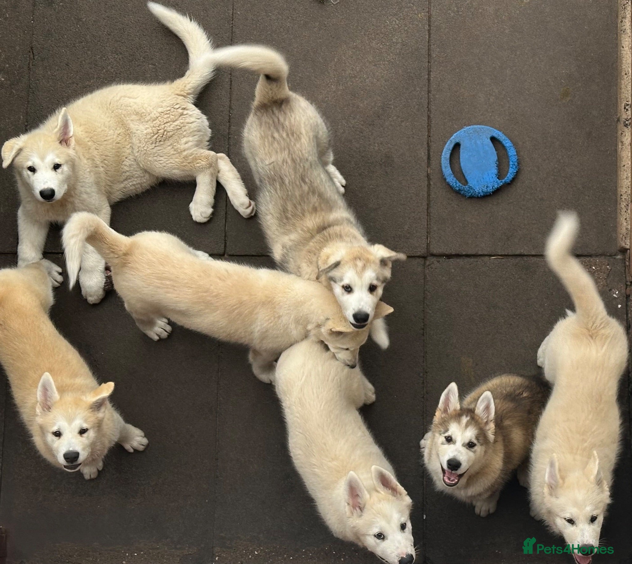 Alaskan Malamute dogs Pure beautiful Alaskan Malamute pups - Advert 1