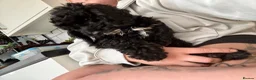 Cockapoo dogs for sale: BEAUTIFUL F1 COCKAPOO - READY NOW - Advert 6