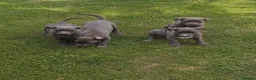 Whippet dogs for sale: Whippet pups in Wisbech - Advert 2