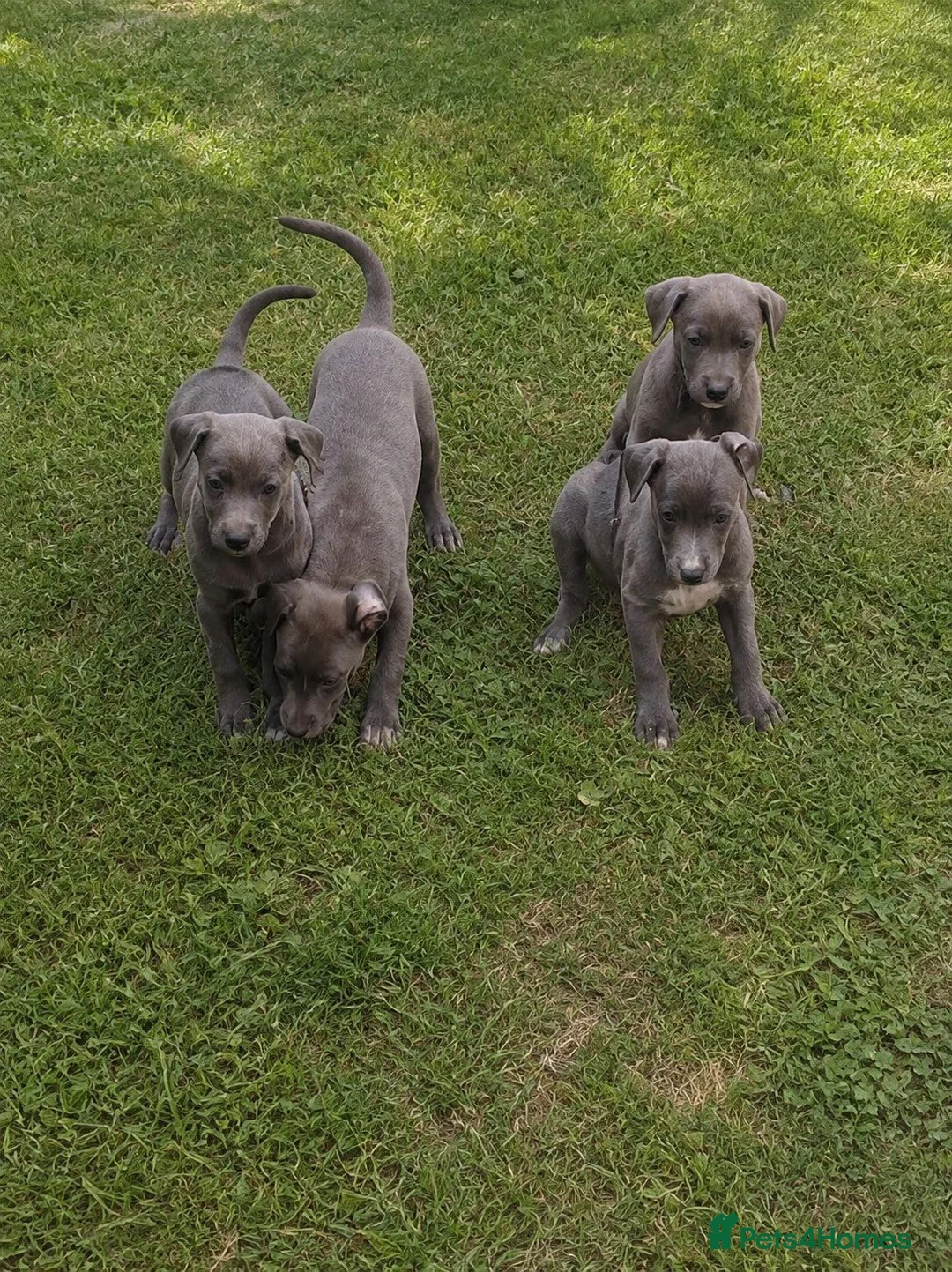 Whippet dogs for sale: Whippet pups in Wisbech - Advert 2