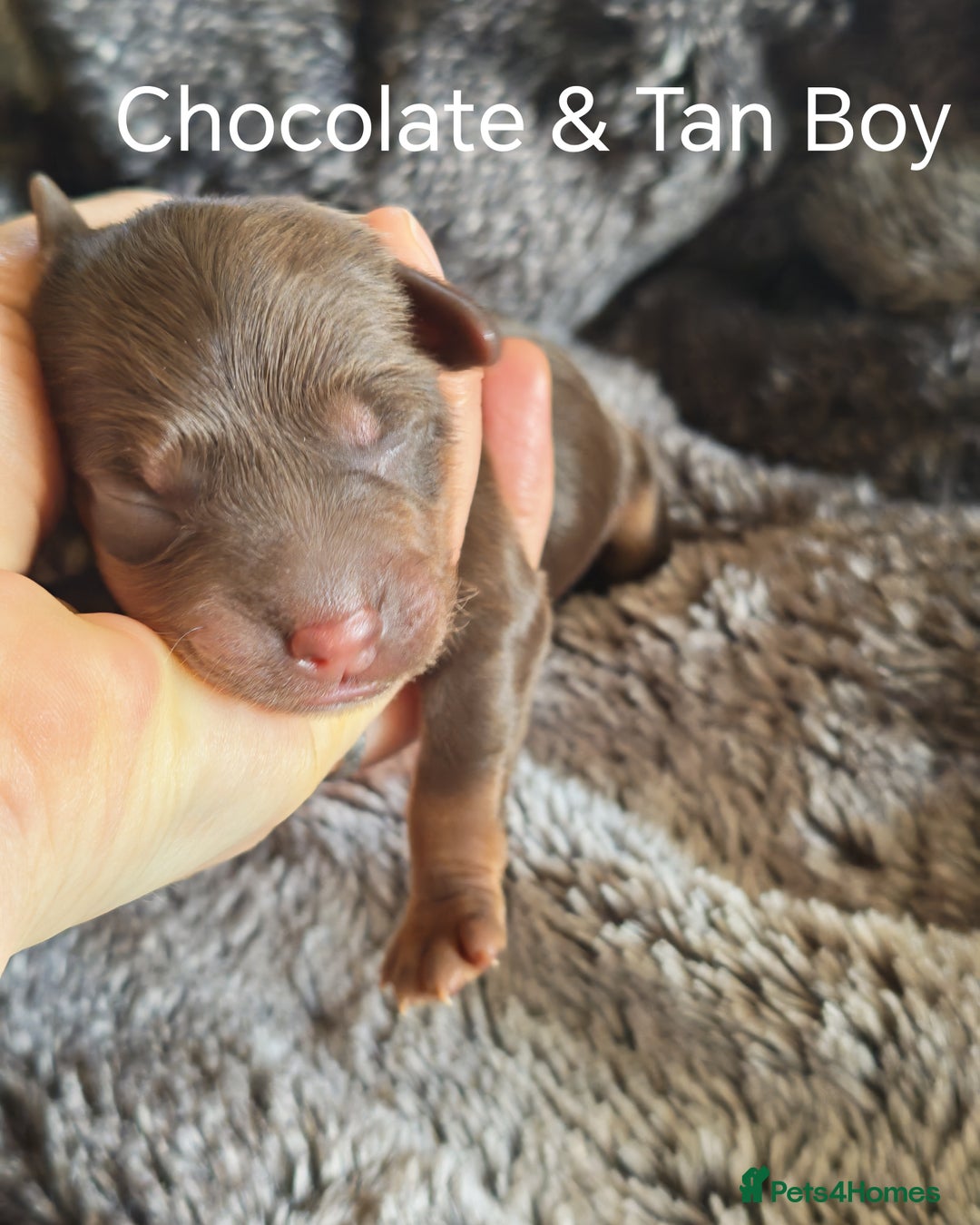 Cockapoo dogs for sale: Cockapoos F1 DNA Health tested patents - Advert 23