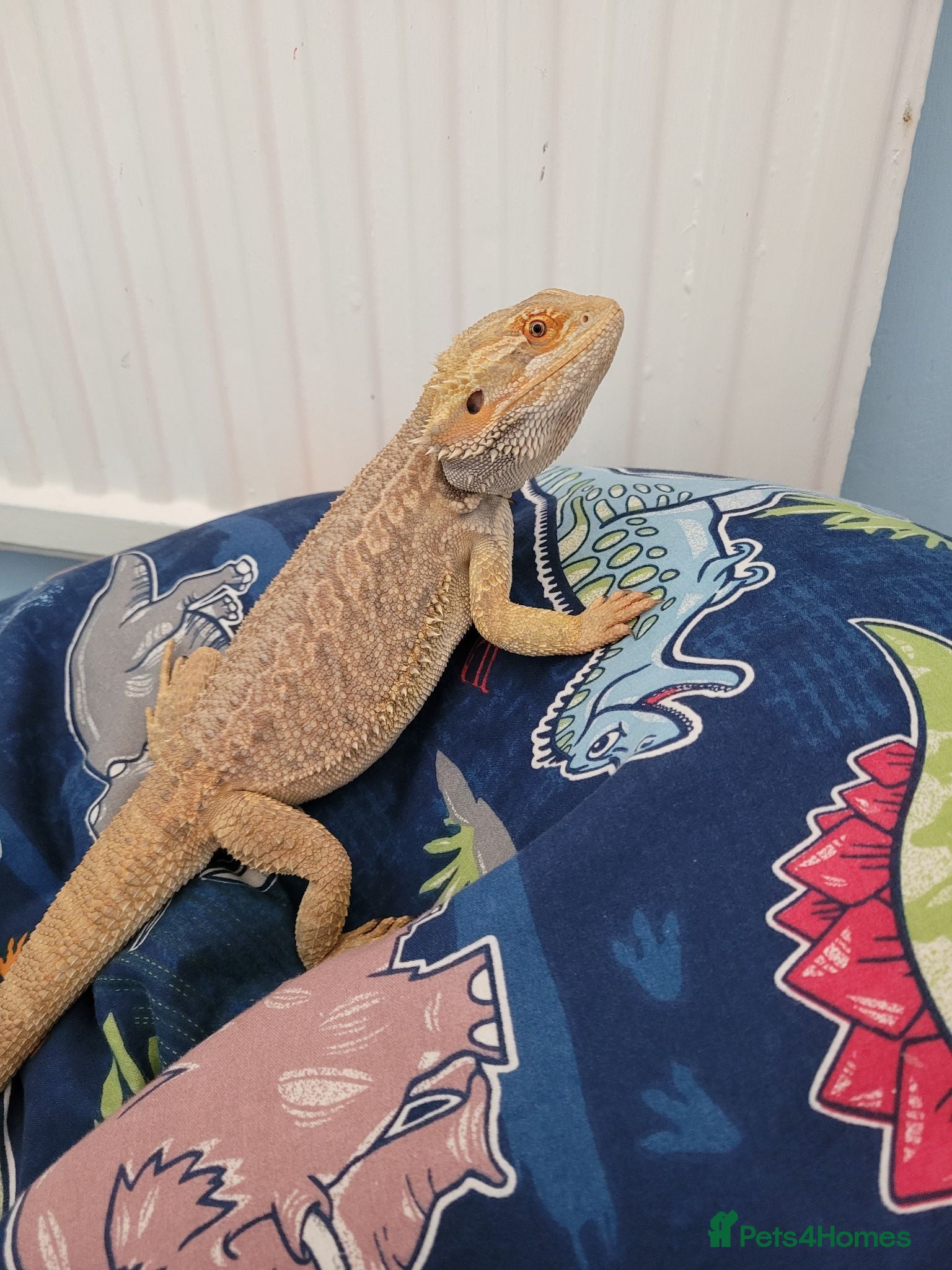 Bearded Dragon reptiles Juvenile Bearded Dragon & Full Set Up - Advert 1