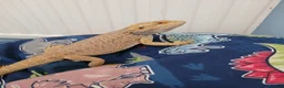 Bearded Dragon reptiles for sale: Juvenile Bearded Dragon & Full Set Up - Advert 1