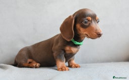Miniature Dachshund dogs for sale: Miniature Dachshund Boys **READY NOW** - Image 10