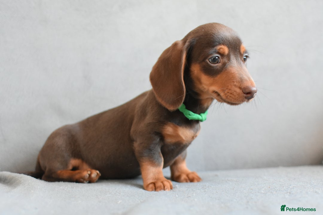 Miniature Dachshund dogs for sale: Miniature Dachshund Boys **READY NOW** - Image 10