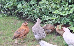Chickens poultry for sale: Hybrid pullets - Image 2