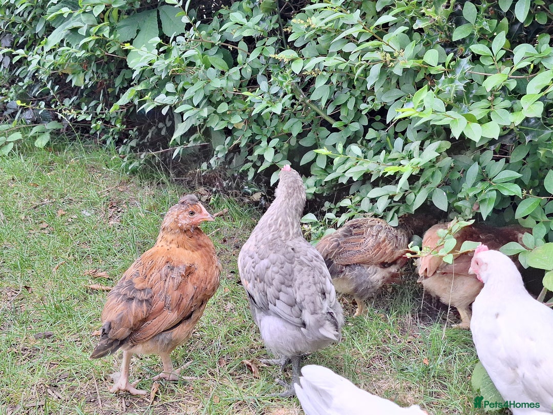 Chickens poultry for sale: Hybrid pullets - Image 2