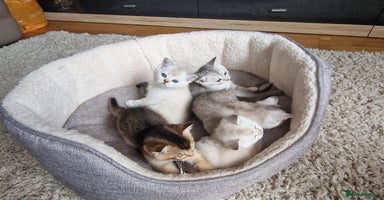 Scottish Fold cats - Advert 12