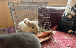Chinchilla rodents for sale: Chinchilla babies - Image 4