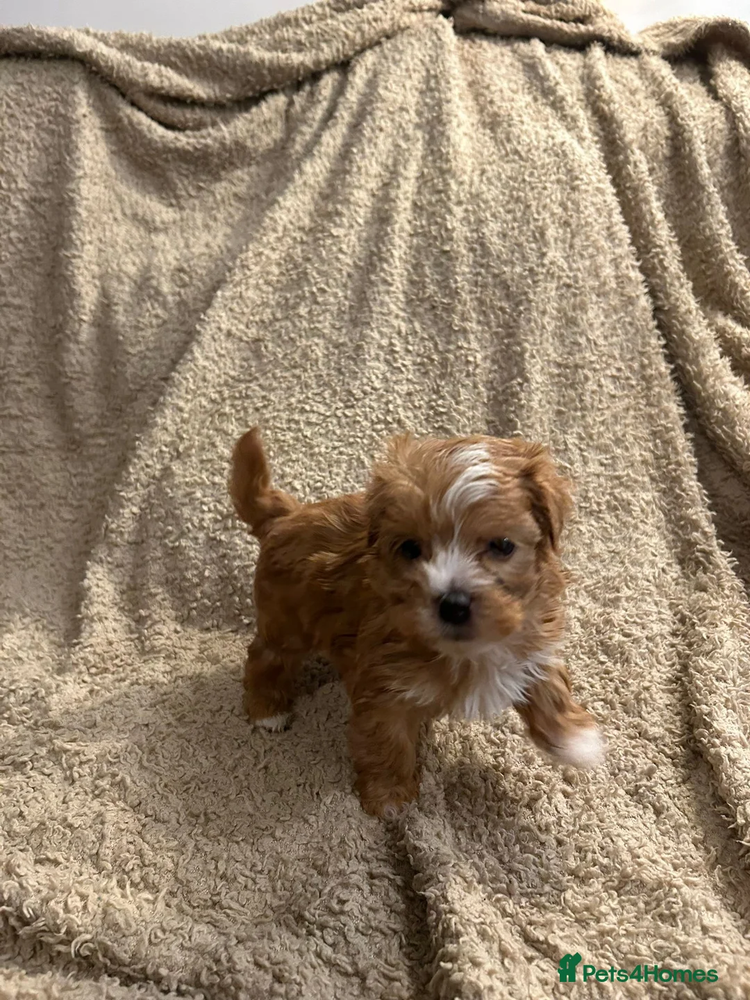 Havanese dogs for sale: Beautiful Havanese Puppies - Advert 5