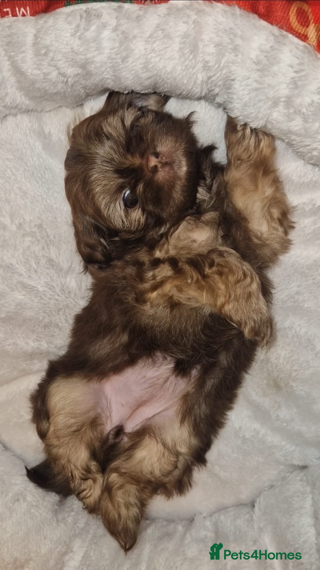 Shih Tzu dogs for sale: Imperial Shih Tzu- 1 beautiful girl❤️  - Advert 17