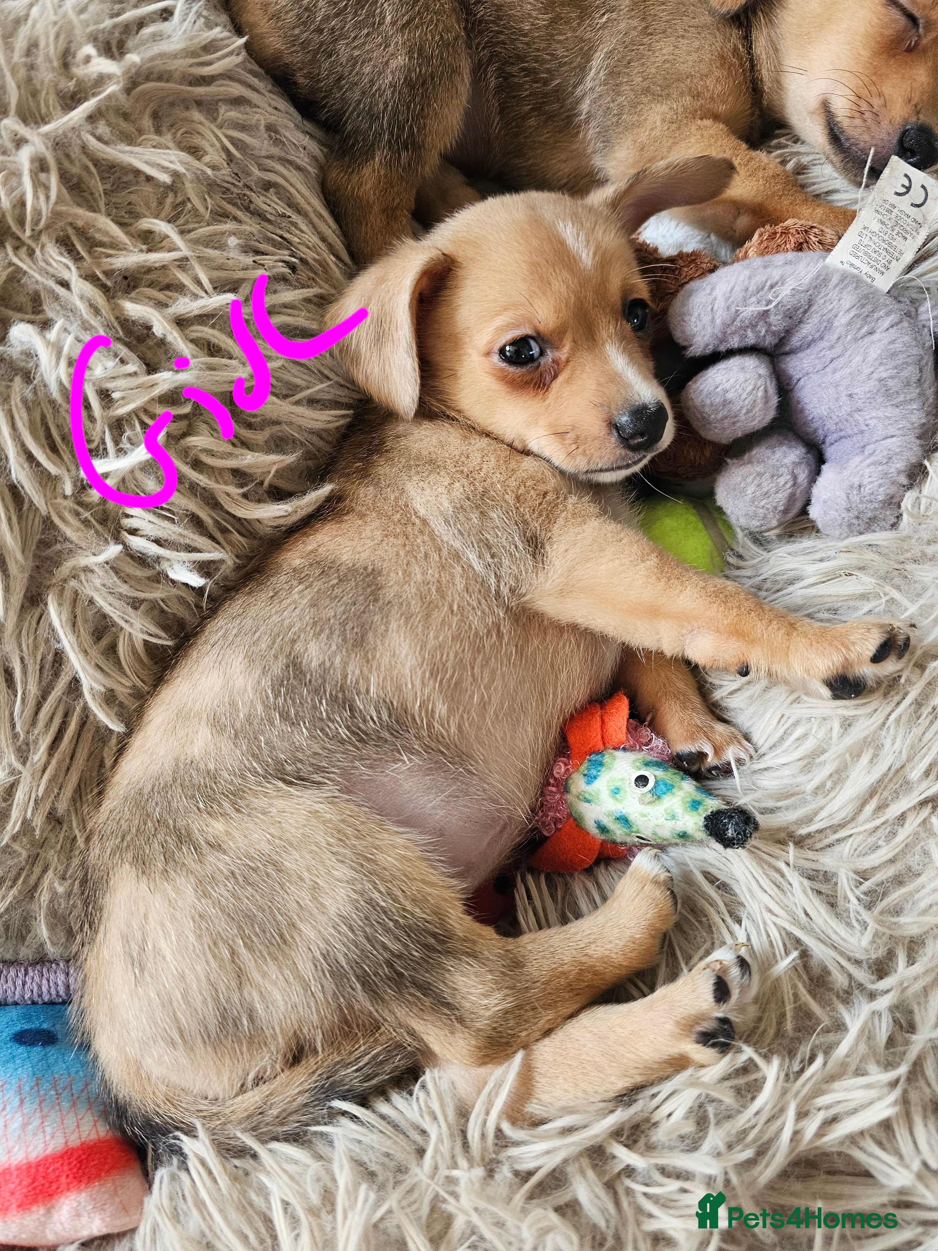 Chiweenie dogs Chiweenie  - Advert 4