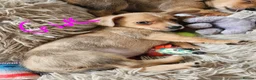 Chiweenie dogs for sale: Chiweenie  - Advert 2