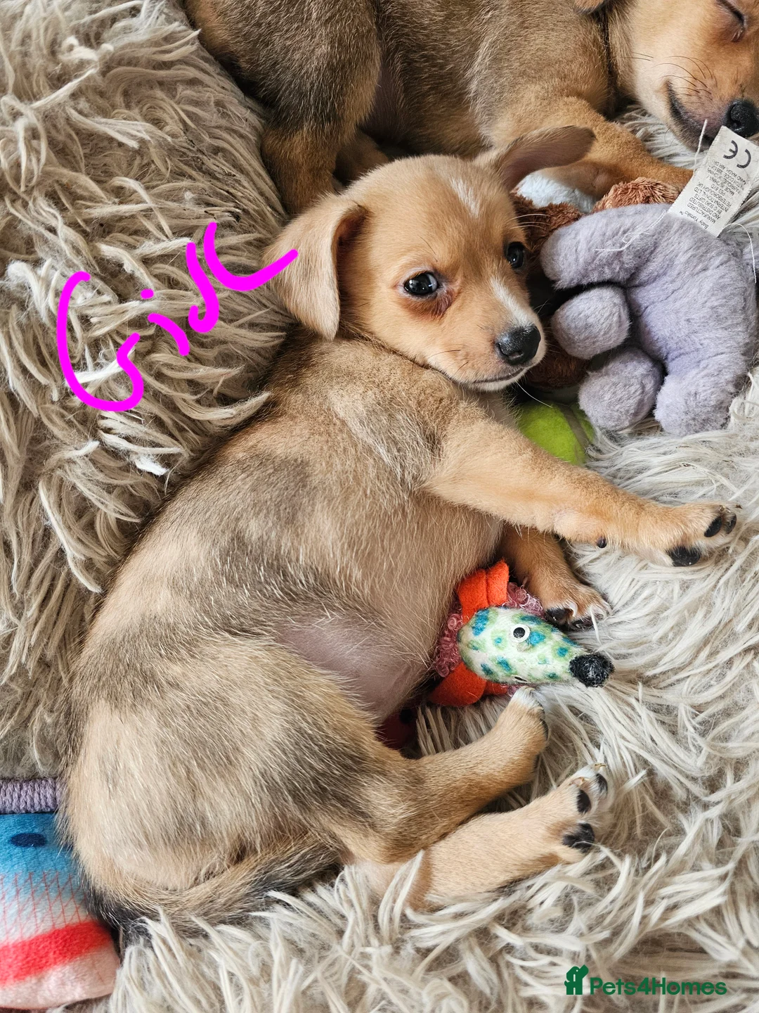 Chiweenie dogs for sale: Chiweenie  - Advert 2